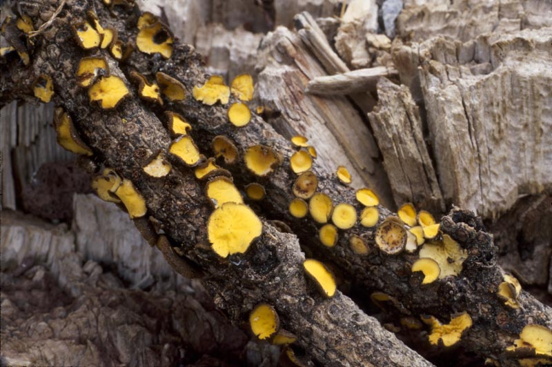 Lachnellula arida